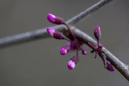 CERCIS canadensis 'Merlot' - image 2