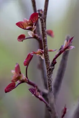 CERCIS canadensis 'Merlot' - image 5