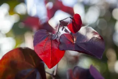 CERCIS canadensis 'Merlot'