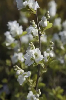 EXOCHORDA Magical Springtime