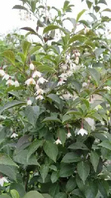 STYRAX japonicus 'Evening Light' - image 1