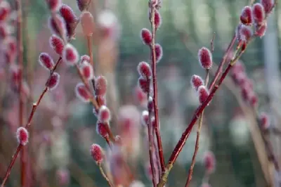 SALIX gracilistyla 'Mount Aso' - image 2