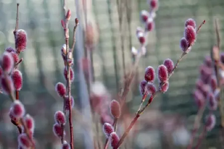SALIX gracilistyla 'Mount Aso' - image 2