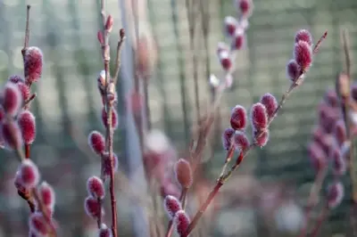 SALIX gracilistyla 'Mount Aso' - image 2