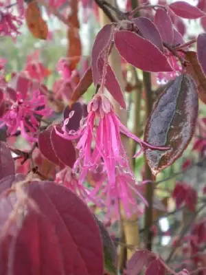 LOROPETALUM chinense 'Fire Dance'