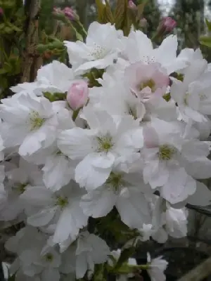 PRUNUS 'Amanogawa'