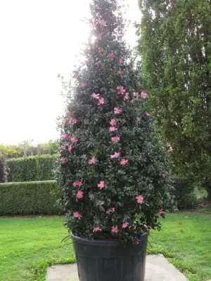 CAMELLIA sasanqua 'Cleopatra' - image 2
