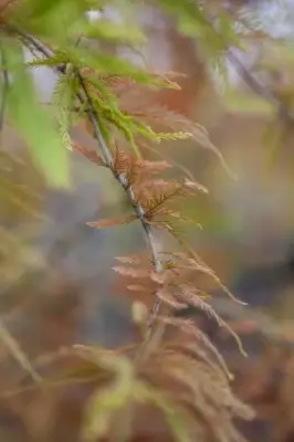 TAXODIUM distichum 'Shawnee Brave' - image 1