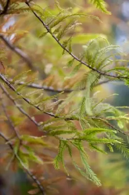 TAXODIUM distichum 'Shawnee Brave' - image 2