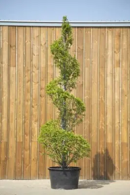 CARPINUS betulus 'Fastigiata'