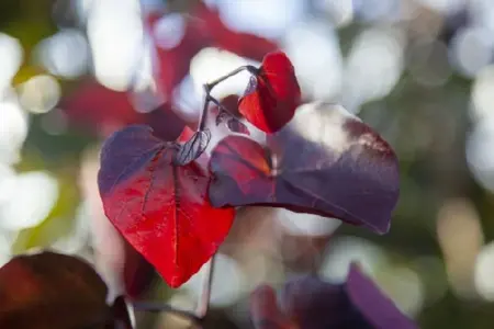 CERCIS canadensis 'Merlot' - image 1