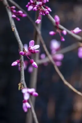 CERCIS canadensis 'Merlot' - image 3