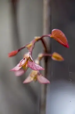 CERCIS canadensis 'Merlot' - image 5