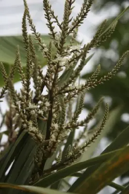 CORDYLINE australis