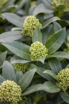 SKIMMIA japonica 'Fragrans' - image 2