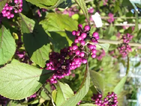 CALLICARPA bodinieri 'Magical Snowstar' - image 1