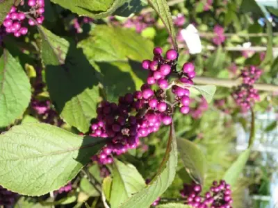 CALLICARPA bodinieri 'Magical Snowstar'