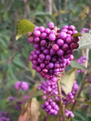 CALLICARPA bodinieri 'Magical Snowstar' - image 2