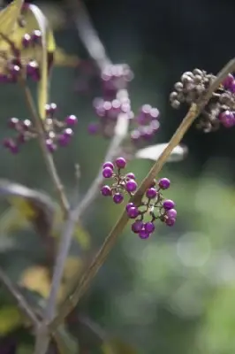 CALLICARPA bodinieri 'Magical Snowstar' - image 3