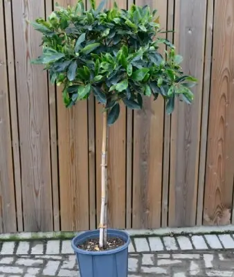 ERIOBOTRYA 'Coppertone' - image 1