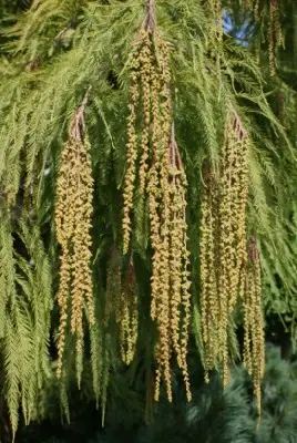 TAXODIUM distichum 'Pendens'