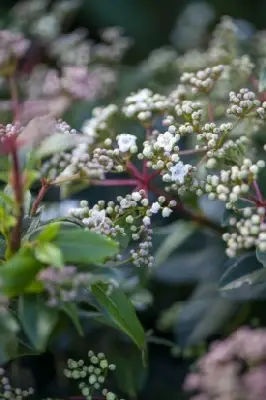 VIBURNUM tinus 'Eve Price'