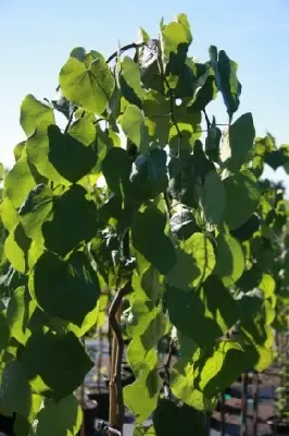 CERCIS canadensis 'Lavender Twist'