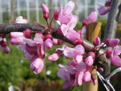 CERCIS canadensis 'Lavender Twist' - image 2