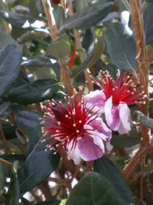 FEIJOA sellowiana