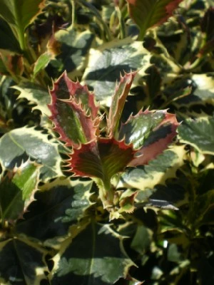 ILEX aquifolium 'Argentea Marginata' - image 2