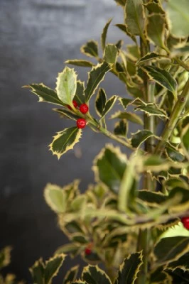 ILEX aquifolium 'Argentea Marginata' - image 4