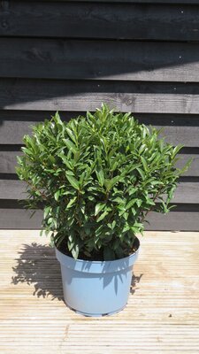 PRUNUS laurocerasus 'Sofia'