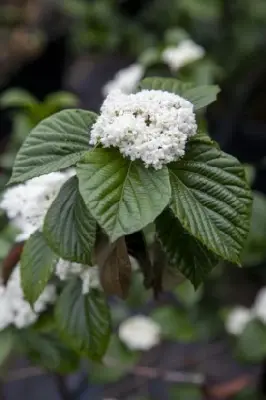VIBURNUM 'Shiny Dancer' - image 2