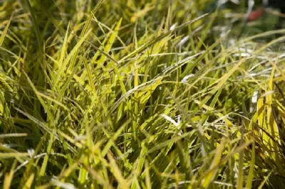 CAREX morrowii 'Everglow'