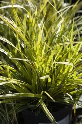 CAREX morrowii 'Everglow' - image 2