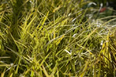 CAREX morrowii 'Everglow' - image 3