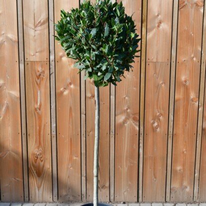 LAURUS nobilis Half Standard