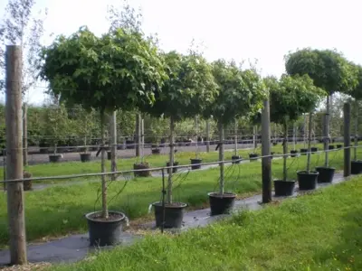 LIQUIDAMBAR styraciflua 'Gum Ball' - image 3