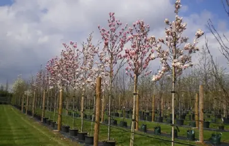 MAGNOLIA 'Heaven Scent' - image 1