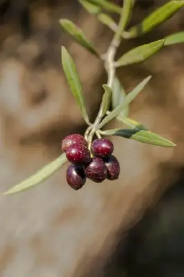 OLEA europaea 'Cipressino' - image 2