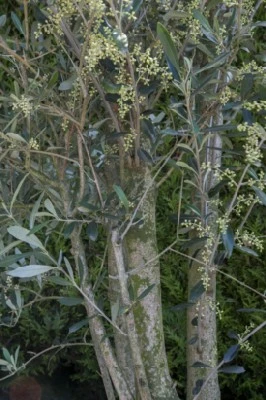OLEA europaea 'Cipressino' - image 2