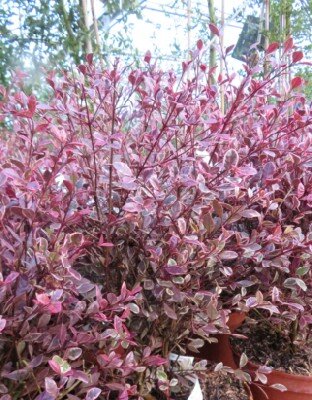 LOPHOMYRTUS 'White Tiger'