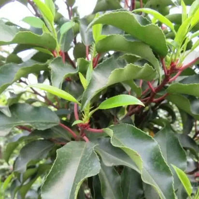 PRUNUS lusitanica 'Brenelia' - image 1