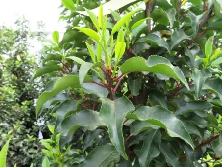 PRUNUS lusitanica 'Brenelia' - image 2