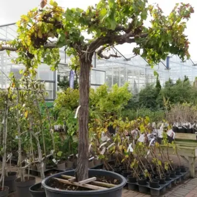 VITIS vinifera (GRAPE) - image 3