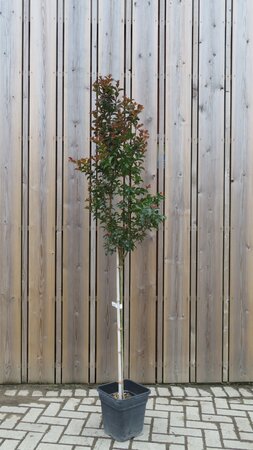 LAGERSTROEMIA Black Diamond 'Best Red'