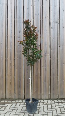 LAGERSTROEMIA Black Diamond 'Best Red'