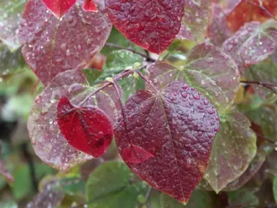 CERCIS canadensis 'Forest Pansy'