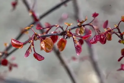 CERCIS canadensis 'Forest Pansy' - image 4