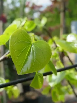 CERCIS canadensis var.texensis 'Texas White'